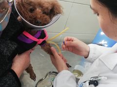 -申普宠物医院·眼科·心内科·影像科(普陀分院)