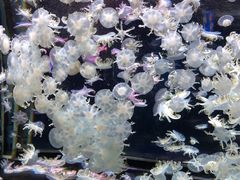 -太平洋海底世界