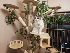 -唐小姐の私宠·宠物洗护美容·撸猫馆·购宠(周浦万达旗舰店)