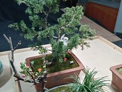 -万商花鸟市场