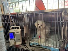 -瑞派福兴宠物医院犬猫全科·骨科·中西医结合(河东店)