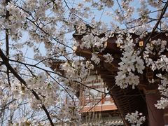 -西安青龙寺遗址景区