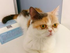 -喵的天空名猫咖啡馆·撸猫·猫舍·用品