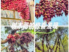 -田心森林公园