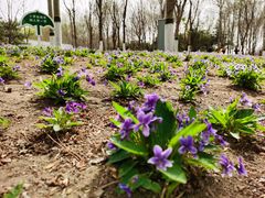 -大兴滨河森林公园