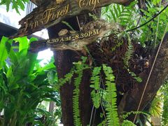 -Fern Forest Cafe
