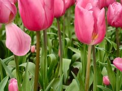 -洛阳郁金香牡丹园