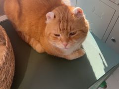 -平行世界·猫咖(首经贸店)