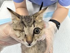 -东莞宠友24H宠物中心医院·转诊夜诊·异宠(新河北路院)