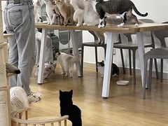-有喵·猫咖·狗咖·30几只猫10只小狗(岗厦店)