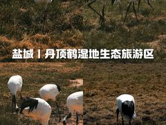 -盐城丹顶鹤湿地生态旅游区