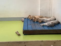 -北京野生动物园