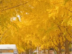 -三里屯东五街银杏大道