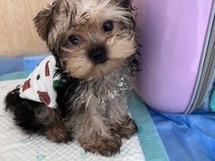 -美联众合动物医院·24h京西诊疗中心