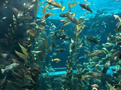-瑞普利水族馆