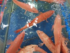 -东江海鲜酒家(艺都分店)