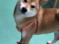 -东方动物医院·宠保定点·骨科·转诊中心(春城路·昆明站分院)