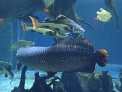 -华夏文旅海洋公园