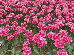 -洛阳郁金香牡丹园