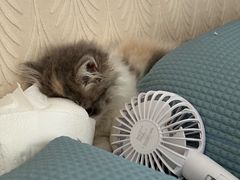 -猫十亿·布偶金渐层·曼基康矮脚猫舍(青年路店)