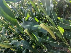 -正宗鸡饭粤香酒家(朱村店)