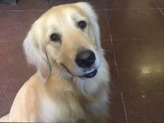 -百好乐宠物友好餐厅(朝外大街店)