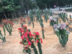 -松山湖梦幻百花洲