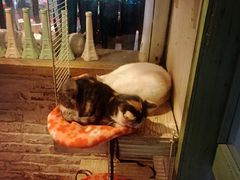 -猫咪博物馆(顶澳仔猫街店)