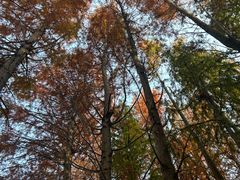 -上海海湾国家森林公园