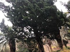 -汉拿树木园