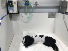 -北京观赏动物医院·24小时大型综合·猫专科·异宠专科