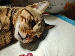 -守诺宠物医院·眼科· 神经外科·爬宠专科(虹口店)
