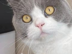 -东方名猫馆·英短金渐层布偶猫舍(环线广场1号楼店)