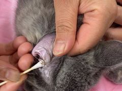 -北京观赏动物医院·24小时大型综合·猫专科·异宠专科