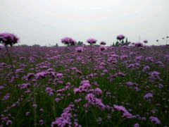 -紫颐香薰山谷景区