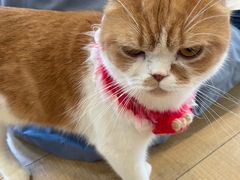 -Let's go狗咖·猫咖·奶狗·桌游(春熙路IFS店)