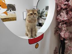 -柴迷FANS CLUB·柴犬狗咖·猫咖
