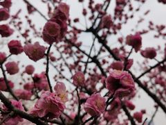 -望江楼公园