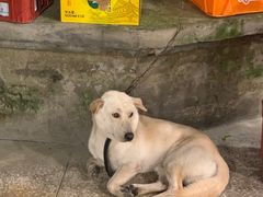 -夹夹大·蟹蟹大排档(财富又一城店)