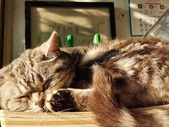 -海边的猫和咖啡馆