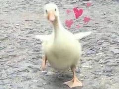 -红宝石·鲜奶小方·海派西点房(丰庄店)