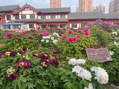 -曹州百花园