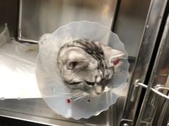 -宠福鑫动物医院·动物疾病诊疗中心(天通苑店)