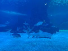 -常州海昌海洋探索馆