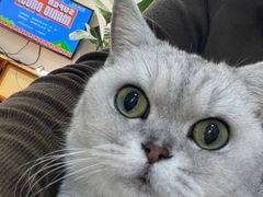 -李小姐の猫咖啡馆(五角场店)