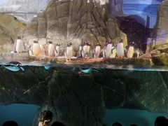 -成都浩海立方海洋公园