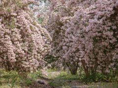 -永定河休闲森林公园
