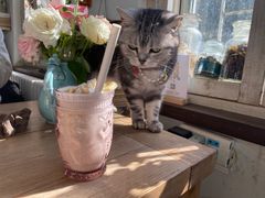 -海边的猫和咖啡馆