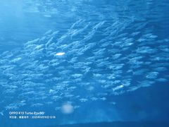 -北戴河圣蓝海洋公园