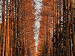 -昆山城市生态森林公园